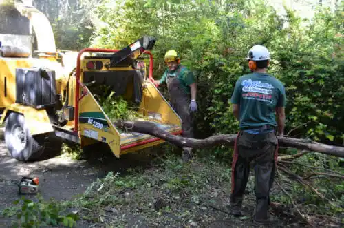 tree services East Fork